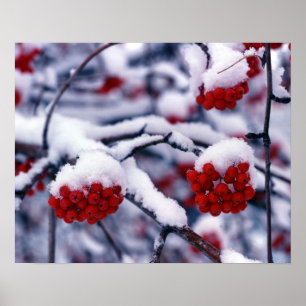 Snow on European Mountain Ash Berries, Utah. Poster