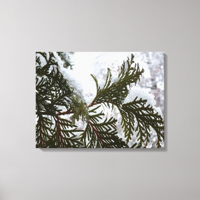 Snow on Evergreen Branches Canvas Print (Front)