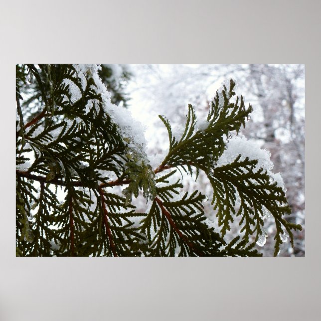 Snow on Evergreen Branches Poster (Front)