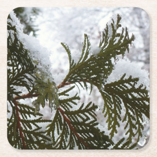 Snow on Evergreen Branches Square Paper Coaster
