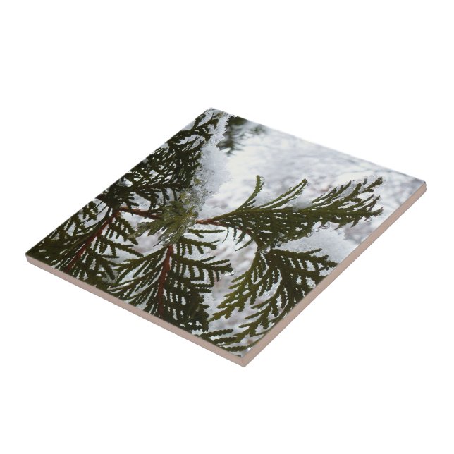 Snow on Evergreen Branches Tile (Side)