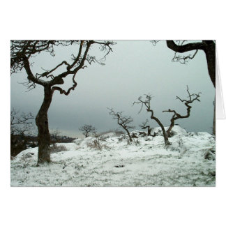 Snow on Garry Oak Meadow