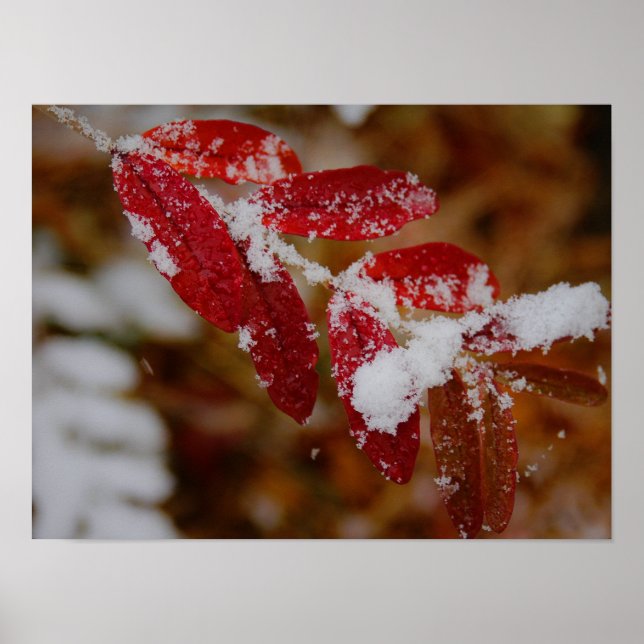 Snow on Red Leaves Poster (Front)