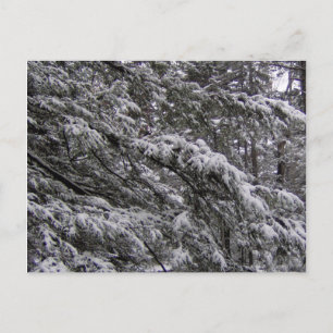 Snow on tree branches Postcard - Add your own text