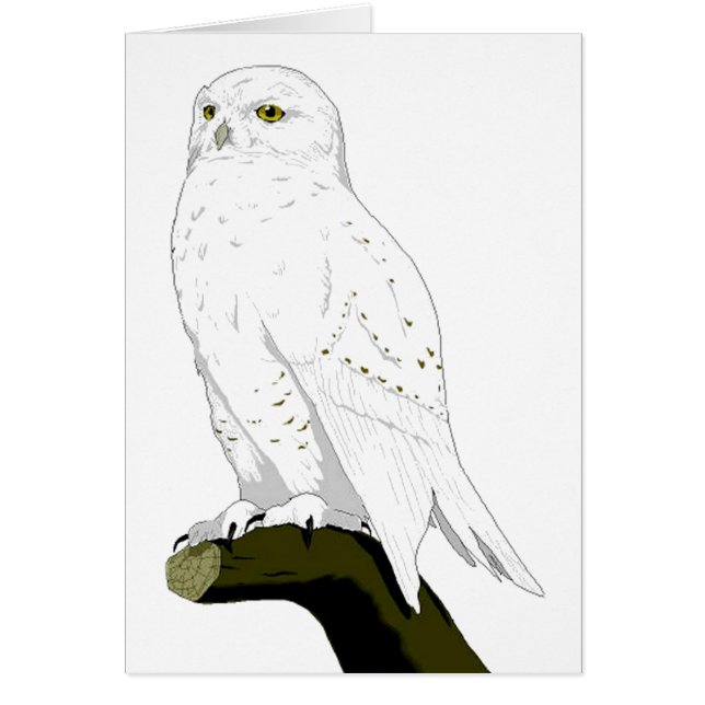 Snow Owl (Front)
