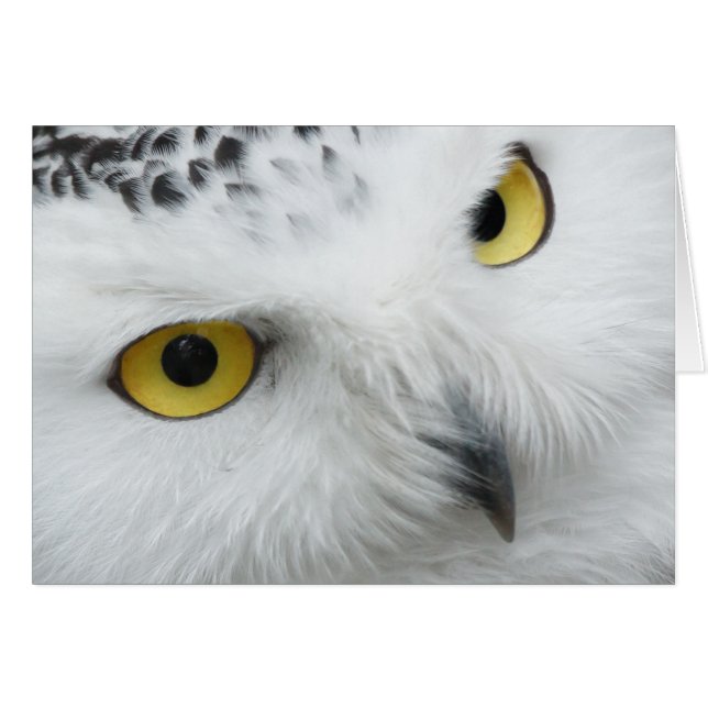 Snow Owl (Front Horizontal)