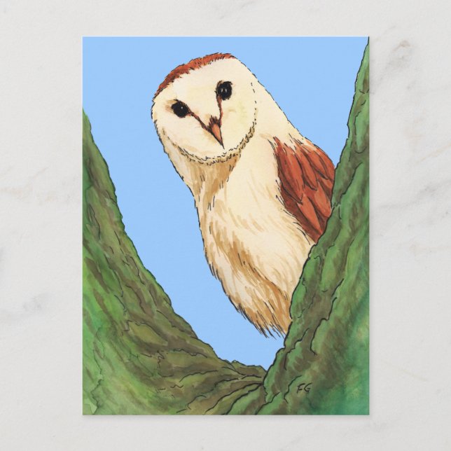 snow owl animal postcard (Front)