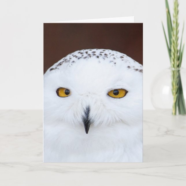 SNOW OWL BIRTHDAY CARD (Front)