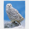 SNOW OWL