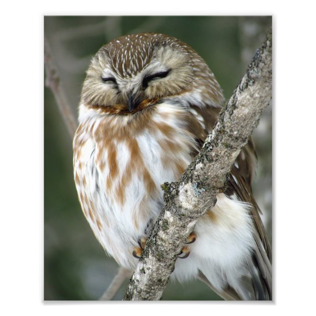 Snow Owl Photo Print (Front)