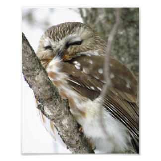 Snow Owl Photo Print