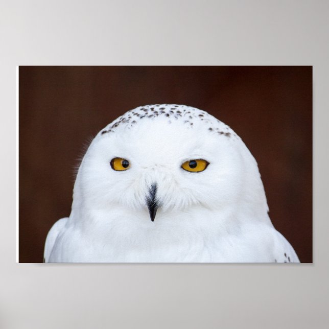SNOW OWL PHOTOGRAPHY POSTER (Front)