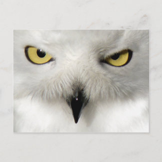 Snow Owl Post Card