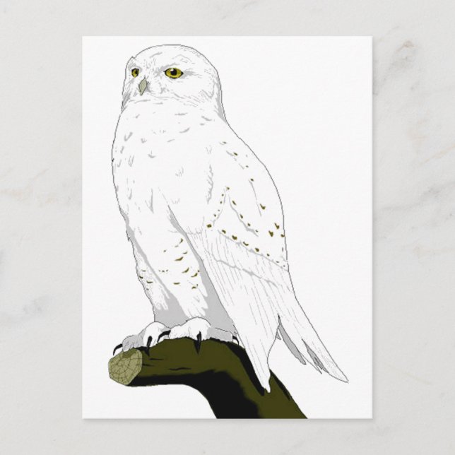 Snow Owl Postcard (Front)