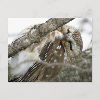 Snow Owl Postcard