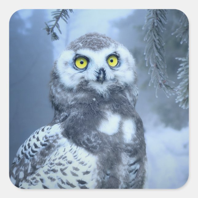 snow owl stickers (Front)