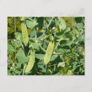 Snow Peas in the Vegetable Garden Postcard