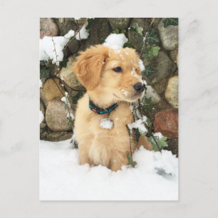 Snow Puppy Postcard