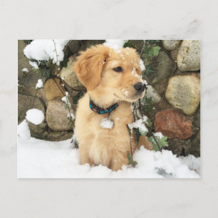 Snow Puppy Postcard