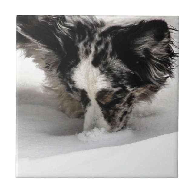 Snow Snout Corgi Tile (Front)