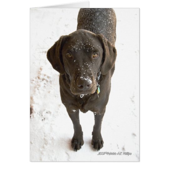 Snow Sprinkled Chocolate Labrador Photograph Card