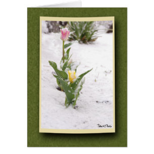 Snow Sprinkled Pink and Yellow Tulips