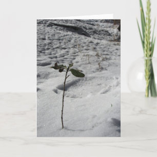 "Snow Sprout" Christmas Card