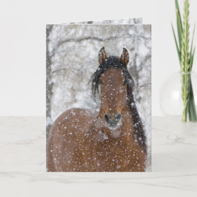Snow Stallion Horse Greeting Card (Front)