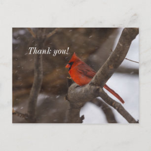 Snow Storm Cardinal Thank You Postcard