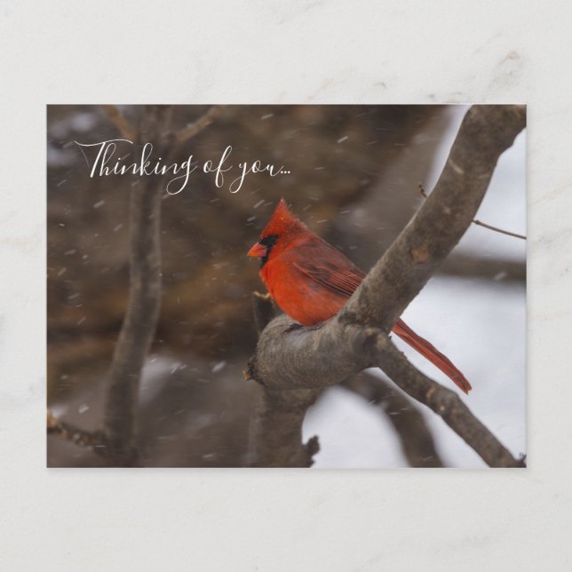 Snow Storm Cardinal Thinking Of You Postcard (Front)