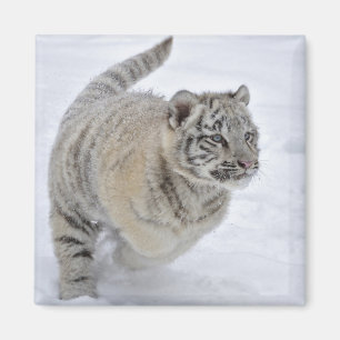 Snow Tiger Magnet