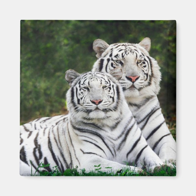 Snow Tiger Magnet (Front)