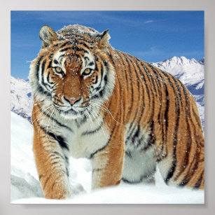 Snow Tiger Mountains Nature Winter Photo Poster