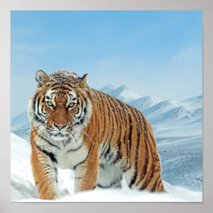 Snow Tiger Mountains Winter Nature Photo Poster