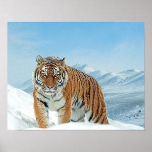 Snow Tiger Mountains Winter Nature Photo Poster