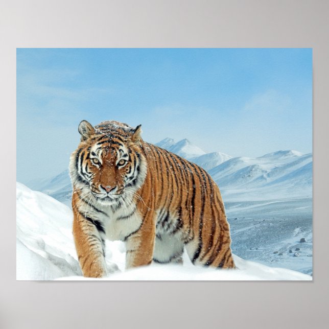 Snow Tiger Mountains Winter Nature Photo Poster (Front)