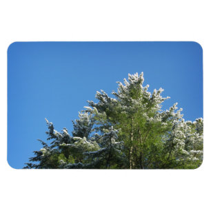 Snow-tipped Pine Tree on Blue Sky Magnet
