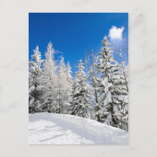 Snow trees under a clear blue sky postcard