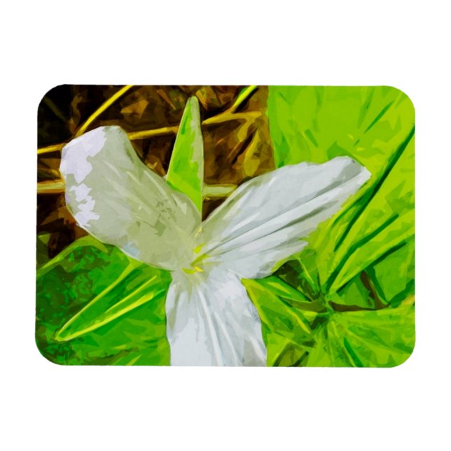 Snow Trillium a White Wildflower Abstract Magnet (Horizontal)