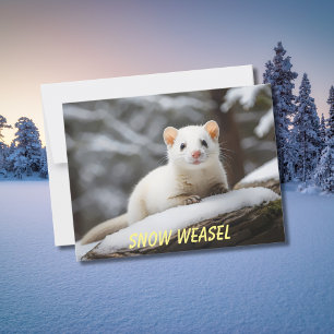 Snow Weasel laying on rock Postcard
