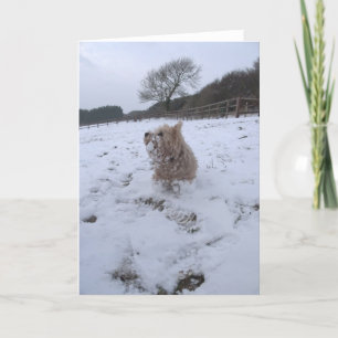 Snow Westie Holiday Card