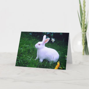 Snow white bunny rabbit holiday card