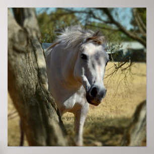 Snow White The Horse, Poster