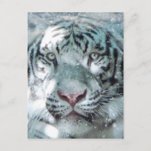 Snow White Tiger Postcard