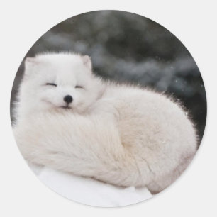 snow winter weather frozen snow ice Arctic Fox Classic Round Sticker