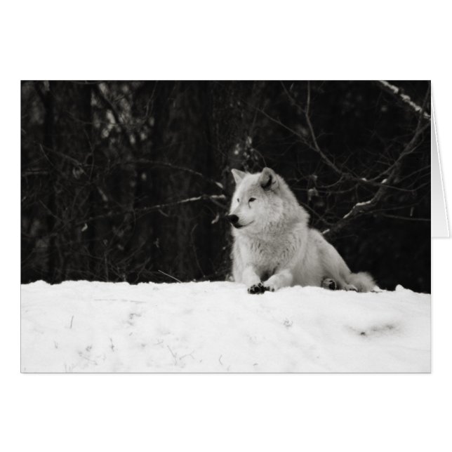 Snow Wolf (Front Horizontal)