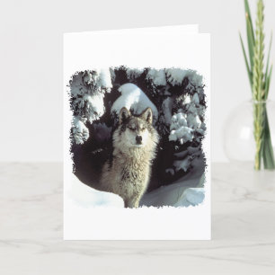 Snow Wolf Wolves Card