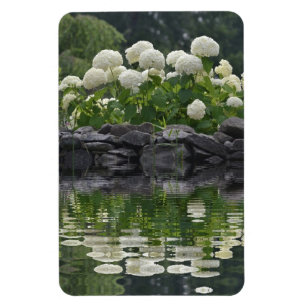 Snowball Hydrangea With Reflections Magnet