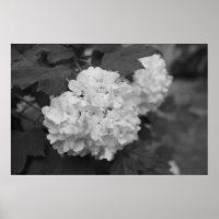 Snowball in Spring
