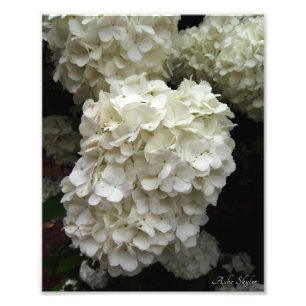 Snowball Tree Photo Print